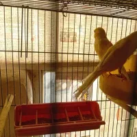 تعدادی قناری