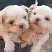 پاکوتاه پامرباپیکنیز