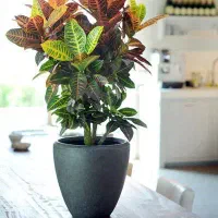 گل و گیاه آپارتمانی