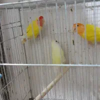 سلام کوتوله ماده دونه ۷۰۰