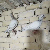 ده تا سار وسبز|پرنده|چناران, |دیوار