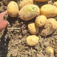 خریدار سیب  خاکی