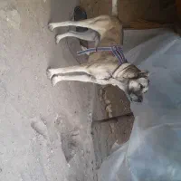 سگ سرابی|سگ|زنجانرود, |دیوار