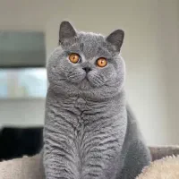 گربه اسکاتیش