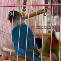 عروس هلندی و طوطی برزیلی|پرنده|رشت, منظریه|دیوار