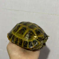 مجسمه لاکپشت