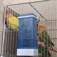 یک جفت کوتوله همراه تخم