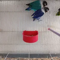 طوطی برزیلی