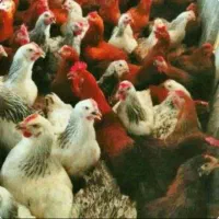 مرغ و خروس محلی