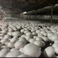 خواهان  کارگاه پرورش قارچ