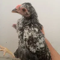 اسباب بازی جوجه شروه ای