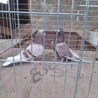 کبوتر پرشی|پرنده|خمینی‌شهر, |دیوار