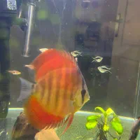 ماهی دیسکس|ماهی|تهران, جنت‌آباد جنوبی|دیوار