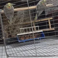 جفت عروس شرط تخم|پرنده|شادگان, |دیوار