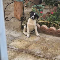 سگ هاپو واگذاری