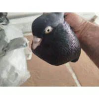 کبوتر زاغ کرز سیاتی پرنده|پرنده|کرمانشاه, |دیوار