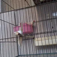 فنج کرواتی یا کراواتی|پرنده|قم, علی آباد سعدگان|دیوار