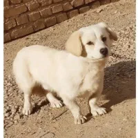 سگ با کوتاه معاوضه هم میکنم