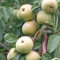 گلابی|خدمات باغبانی و درختکاری|یاسوج, |دیوار