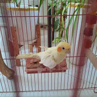 عروس هلندی|پرنده|رشت, شهرک شهید رجایی|دیوار