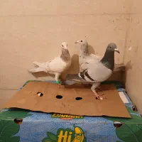 کبوتر پشدار و هفرنگ خطی