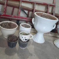 گل وگیاه|گل و گیاه طبیعی|بروجرد, |دیوار