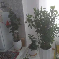 انواع گلهای زیبا قیمت توافقی