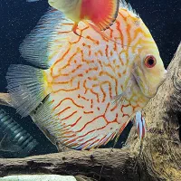 ۴ عدد ماهی دیسکس گرید AA|ماهی|اصفهان, باغ دریاچه|دیوار