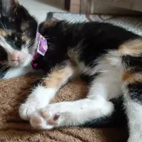 واگذاری ۳ بچه گربه نر و ماده|گربه|رشت, آتشگاه|دیوار