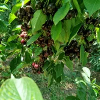 اجاره ای باغ گیلاس و آلبالو و .. شما با قیمت مناسب