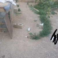 کبوتر