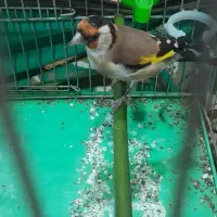 سهره|پرنده|محلات, |دیوار