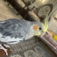 گمشده|حیوانات|تهران, ایران|دیوار