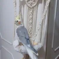 عروس هلندی سخنگو
