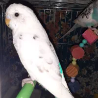 ۴عدد مرغ عشق نرو ماده بالغ|پرنده|بیجار, |دیوار