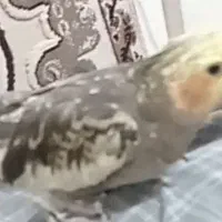 عروس هلندی گمشده|حیوانات|قدس, شهر‌قدس|دیوار