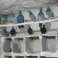 کبوتر  مسا فتی|پرنده|چگنی, |دیوار