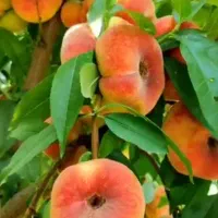 درخت هلو،شلیل ، نهال گلخانه نهالستان در مشهد|گل و گیاه طبیعی|مشهد, خواجه ربیع|دیوار