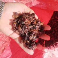 کشمش اعلا برای دبه برای پاتیل هر یک کیلو ی لیتر ج|خوردنی و آشامیدنی|گرگان, |دیوار