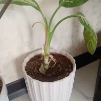 فروش گل|گل و گیاه طبیعی|جهرم, |دیوار