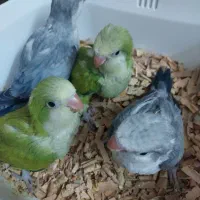 جوجه راهب