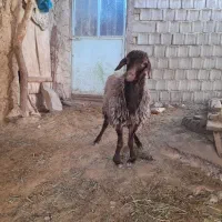 بره ماده گوسفند