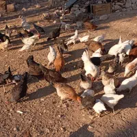 تعدادی مرغ و خروس محلی
