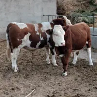 گوساله نر|حیوانات مزرعه|تبریز, |دیوار