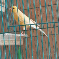 قناری نر|پرنده|خورموج, |دیوار