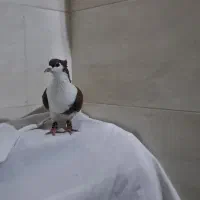 سرخ