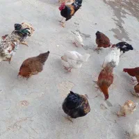 ۶عدد خروس