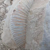 فسیل قدیمی جذاب|کلکسیون اشیاء عتیقه|بلوک, |دیوار