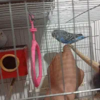 مرغ عشق دستی وبالغ