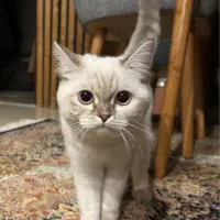 گربه بریتیش ماده